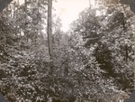 CP7-01 - Davy Crockett National Forest 1947 003