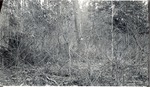 CP7-01 - Davy Crockett National Forest 1950 004