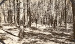 CP7-09 - Davy Crockett National Forest 1940 001