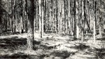 CP7-09 - Davy Crockett National Forest 1944 002