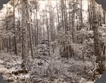 CP7-09 - Davy Crockett National Forest 1947 003
