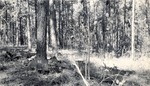 CP7-09 - Davy Crockett National Forest 1949 004