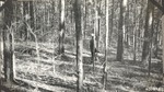 CP8-02 - Davy Crockett National Forest 1939 001