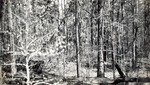 CP8-02 - Davy Crockett National Forest 1944 002