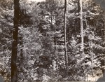CP8-02 - Davy Crockett National Forest 1947 003 by United States Forest Service