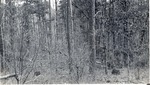 CP8-02 - Davy Crockett National Forest 1950 004