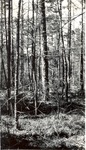 CP9-03 - Davy Crockett National Forest 1944 002