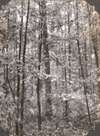 CP9-03 - Davy Crockett National Forest 1947 003