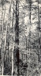 CP9-03 - Davy Crockett National Forest 1950 004