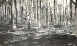 CP10-04 - Davy Crockett National Forest 1939 001