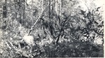 CP10-04 - Davy Crockett National Forest 1944 002 by United States Forest Service