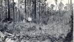 CP10-04 - Davy Crockett National Forest 1950 003