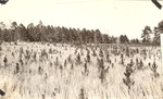 CP11-05 - Davy Crockett National Forest 1939 001