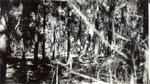 CP11-05 - Davy Crockett National Forest 1944 002