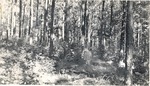 CP11-05 - Davy Crockett National Forest 1949 003