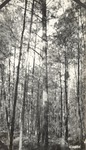 CP11-05 - Davy Crockett National Forest 1951 004