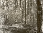 CP15-T64-234 - Davy Crockett National Forest 1960
