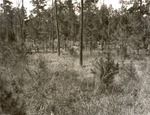 CP27-T64-88 - Davy Crockett National Forest 1960