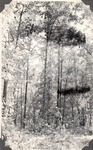 CP30-10 - Davy Crockett National Forest 1948 001 by United States Forest Service