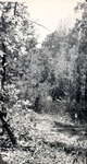 CP30-10 - Davy Crockett National Forest 1949 002