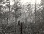 CP31-11 - Davy Crockett National Forest 1956