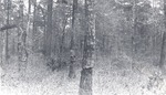 CP31-12 - Davy Crockett National Forest 1950