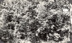 CP32-1-13 - Davy Crockett National Forest 1948 by United States Forest Service