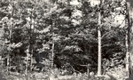 CP32-2-13 - Davy Crockett National Forest 1948 by United States Forest Service