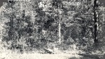 CP32-13 - Davy Crockett National Forest 1949 by United States Forest Service