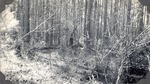 CP33-14 - Davy Crockett National Forest 1949