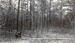 CP44-15-2 - Davy Crockett National Forest 1951