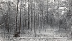 CP44-15-1 - Davy Crockett National Forest 1951