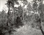 CP44-15 - Davy Crockett National Forest 1956