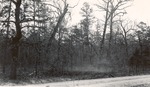 CP45-17 - Davy Crockett National Forest 1951