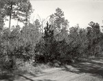 CP45-3310 - Davy Crockett National Forest 1956