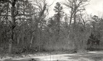 CP45-3649 - Davy Crockett National Forest 1951