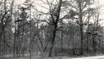 CP46-19 - Davy Crockett National Forest 1951