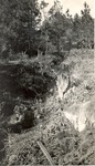 CP47-1-20 - Davy Crockett National Forest 1951 by United States Forest Service