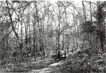 CP3104-25 - Davy Crockett National Forest 1987 by United States Forest Service