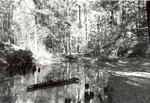 CP3106-27 - Davy Crockett National Forest 1987
