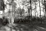 CP3107-28 - Davy Crockett National Forest 1987