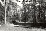 CP3108-29 - Davy Crockett National Forest 1987