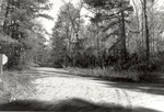 CP31021-23 - Davy Crockett National Forest 1987