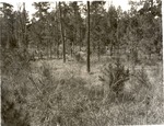 CP-T64-88 - Davy Crockett National Forest 1960