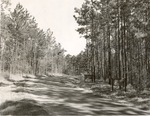 CP-T64-288 - Davy Crockett National Forest 1960