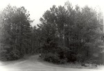 CP-T64-388 - Davy Crockett National Forest 1961