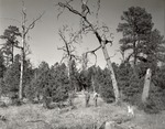 CP - Davy Crockett National Forest 1956