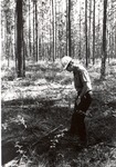 2400-87-1 Sale Leave Tree Thinning - Angelina National Forest 1969