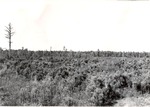 2400-C-50 Timber- Angelina National Forest 1977 by United States Forest Service