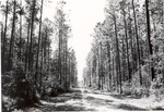 2400-C-51-02 Timber - Angelina National Forest 1977